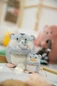 Preview: Hamster Shai - mymochi - Plüsch (mit Keks) (16cm) 