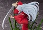 Preview: Inuyasha - Statue 1/7 - Proof