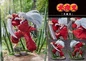 Preview: Inuyasha - Statue 1/7 - Proof