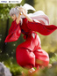 Preview: Inuyasha - Tenitol - Furyu