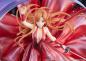 Preview: Asuna - Crystal dress Ver. - Sword Art Online - eStream